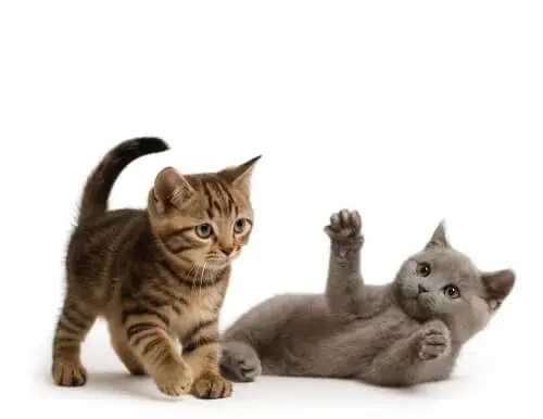 Еда для маленького Котьки