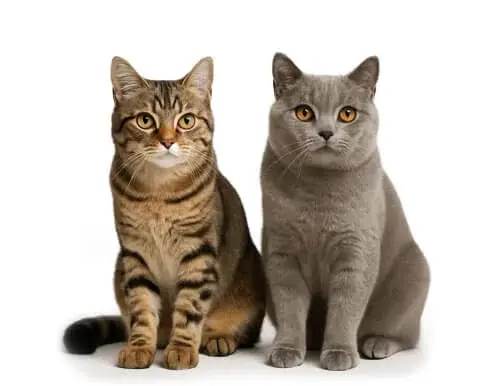 Еда для котьки